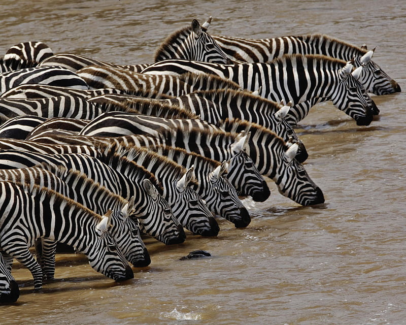 Zebra Drinking Water, animals, HD wallpaper | Peakpx