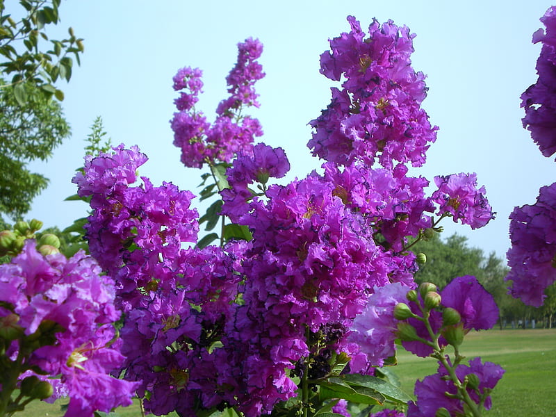 Flores malva y cielo azul, flores, naturaleza, cielo, malva, Fondo de