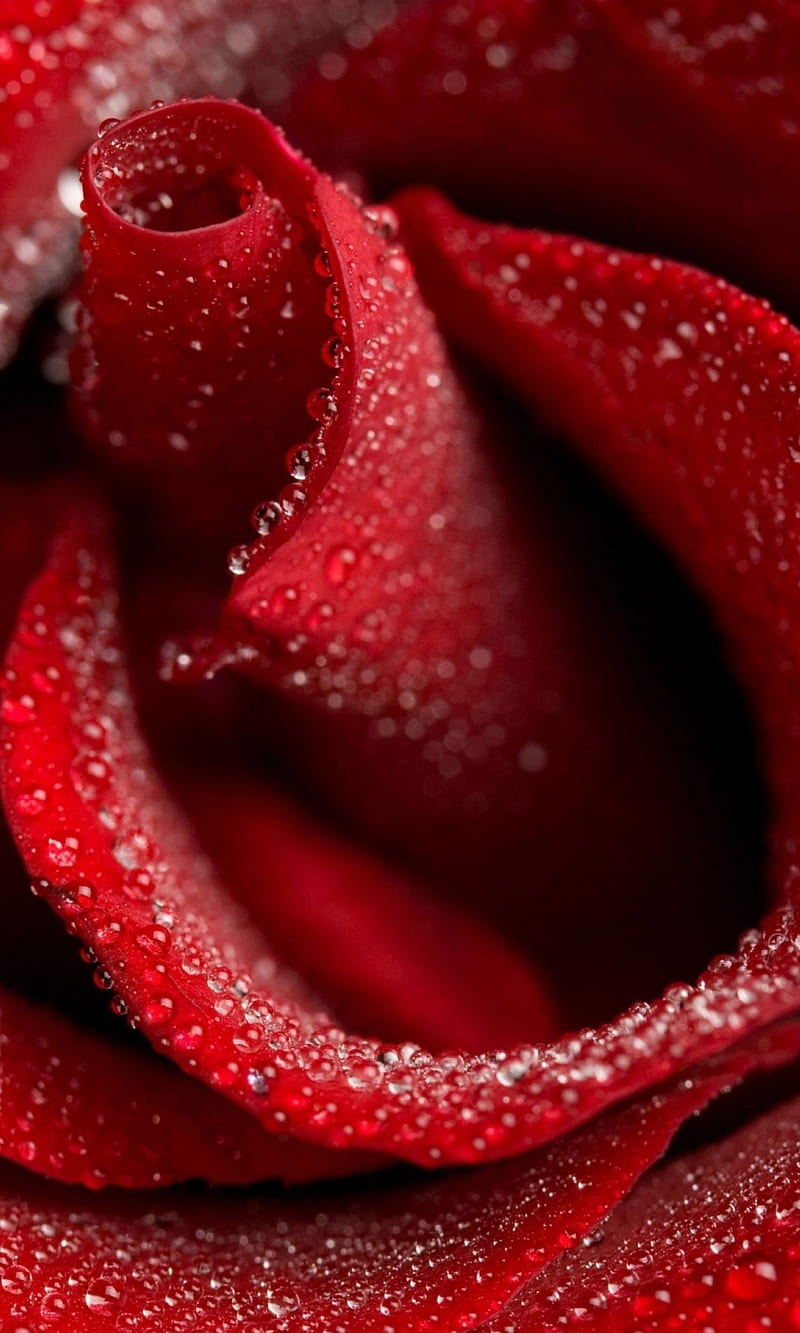 Rose, dew, flower, macro, rain, raindrops, red, red rose, waterdrop, HD phone wallpaper
