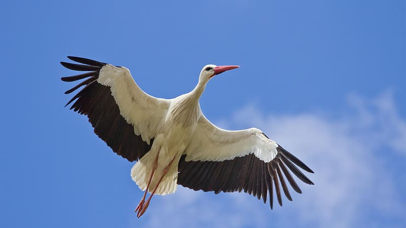 White Stork, Birds, Animal, HD wallpaper