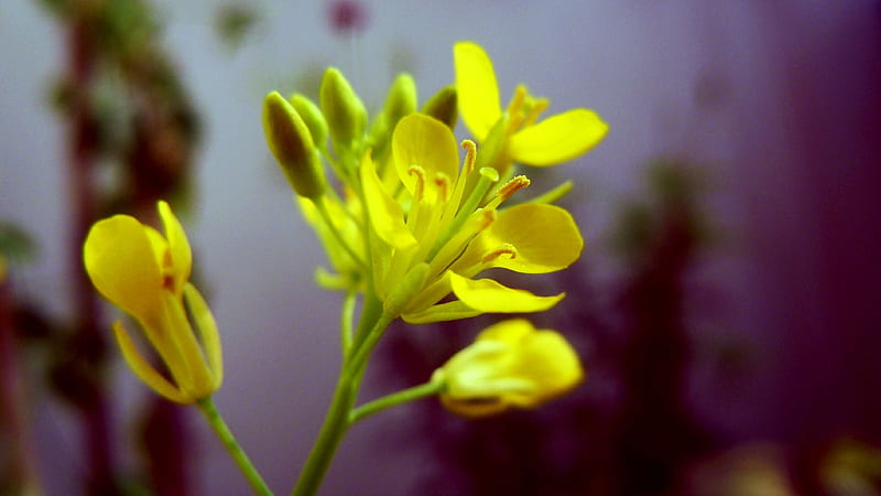 Mustard flower, flower, yellow, beauty, bloom, HD wallpaper