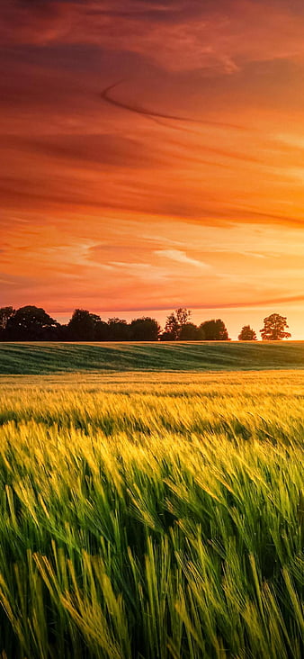 Agriculture HD wallpaper | Pxfuel
