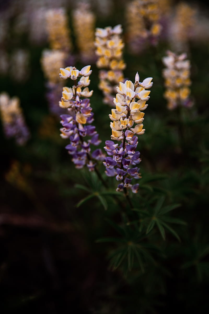 lupine, flowers, inflorescences, bloom, plant, HD phone wallpaper
