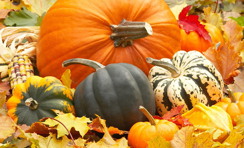 Autumn Harvest, corn, Fall, squash, gourds, still life, leaves, Thanksgiving, gourd, pumpkin, Halloween, Autumn, pumpkins, HD wallpaper