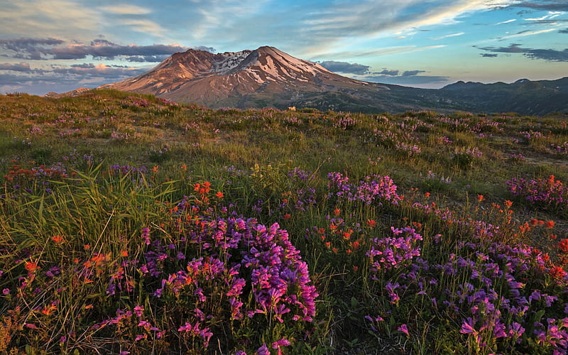 Mount St Helens in Flowers, mount, wild, flowers, nature, meadow, HD wallpaper