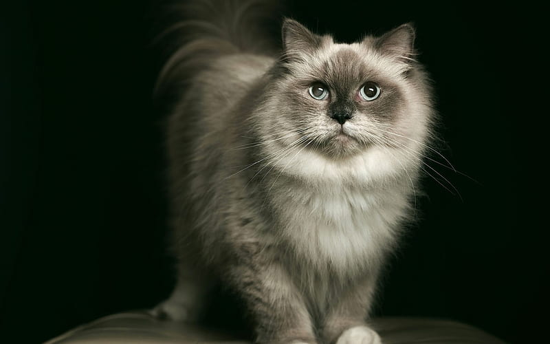 pet, fluffy cat, portrait, HD wallpaper