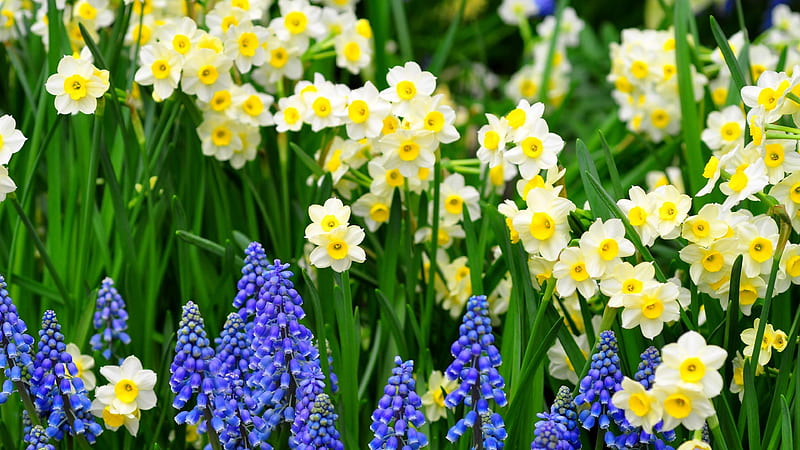Cheerful Yellow & Violet Blue, green, yellow, flowers, petals, ecru, blue, bed, cheerful, spring, cute, HD wallpaper