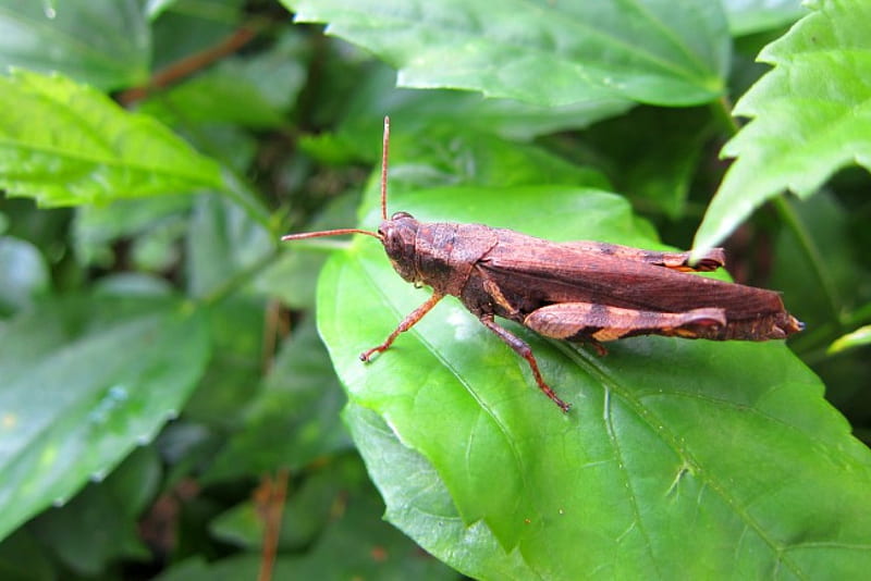 Insect, mountain, leaves, lively, HD wallpaper Insect, mountain, leaves, lively, HD wallpaper