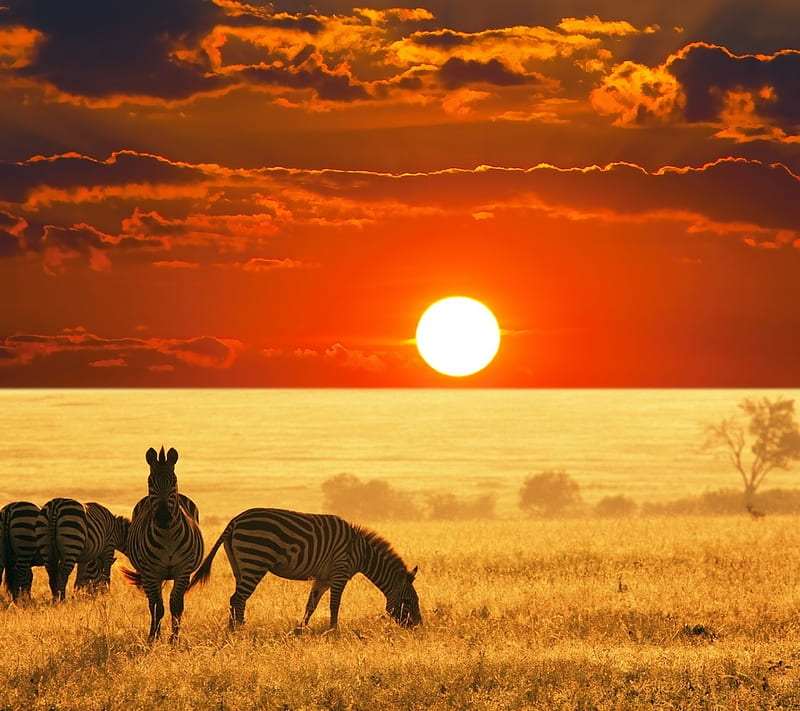 Sunset Safari, africa, horse, sun, zebra, HD wallpaper