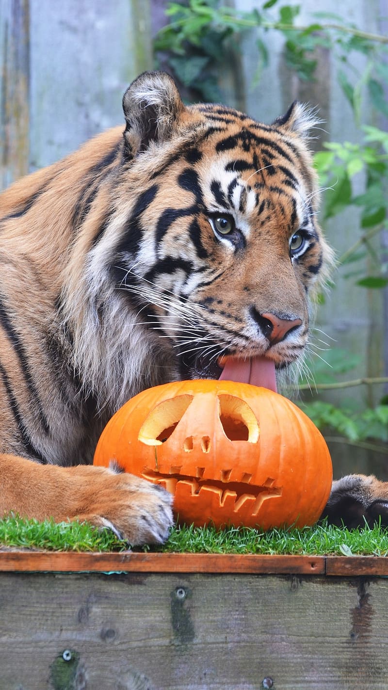 Tiger Lion, With Halloween Pumpkin, tiger with halloween pumpkin, cat family, playing with pumpkin, HD phone wallpaper