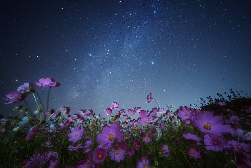 Purple Flowers under Starry Night Sky, Stars, Nights, Sky, Flowers, Nature, HD wallpaper