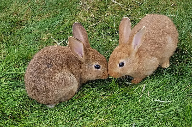 Kissing bunnies, animals, bunny, cute, easter sunday, grass, green, kiss, love, nature, rabbit, HD wallpaper