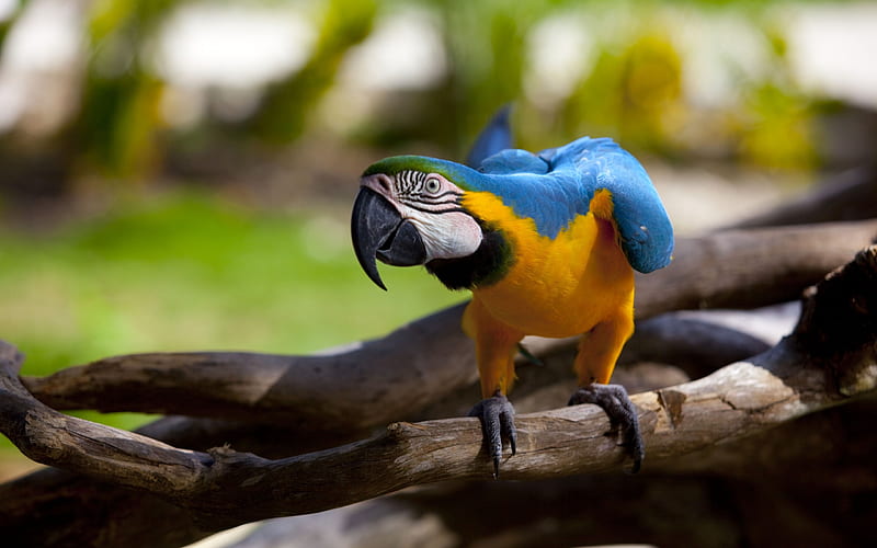 Blue-yellow macaw, parrots, branch, colorful parrot, Macaw, Ara ararauna, HD wallpaper