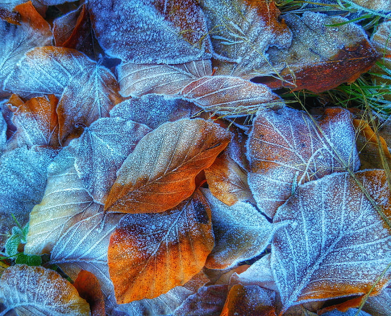 Frozen leaves, beauty, crisp, morning, seasons, winter, HD wallpaper