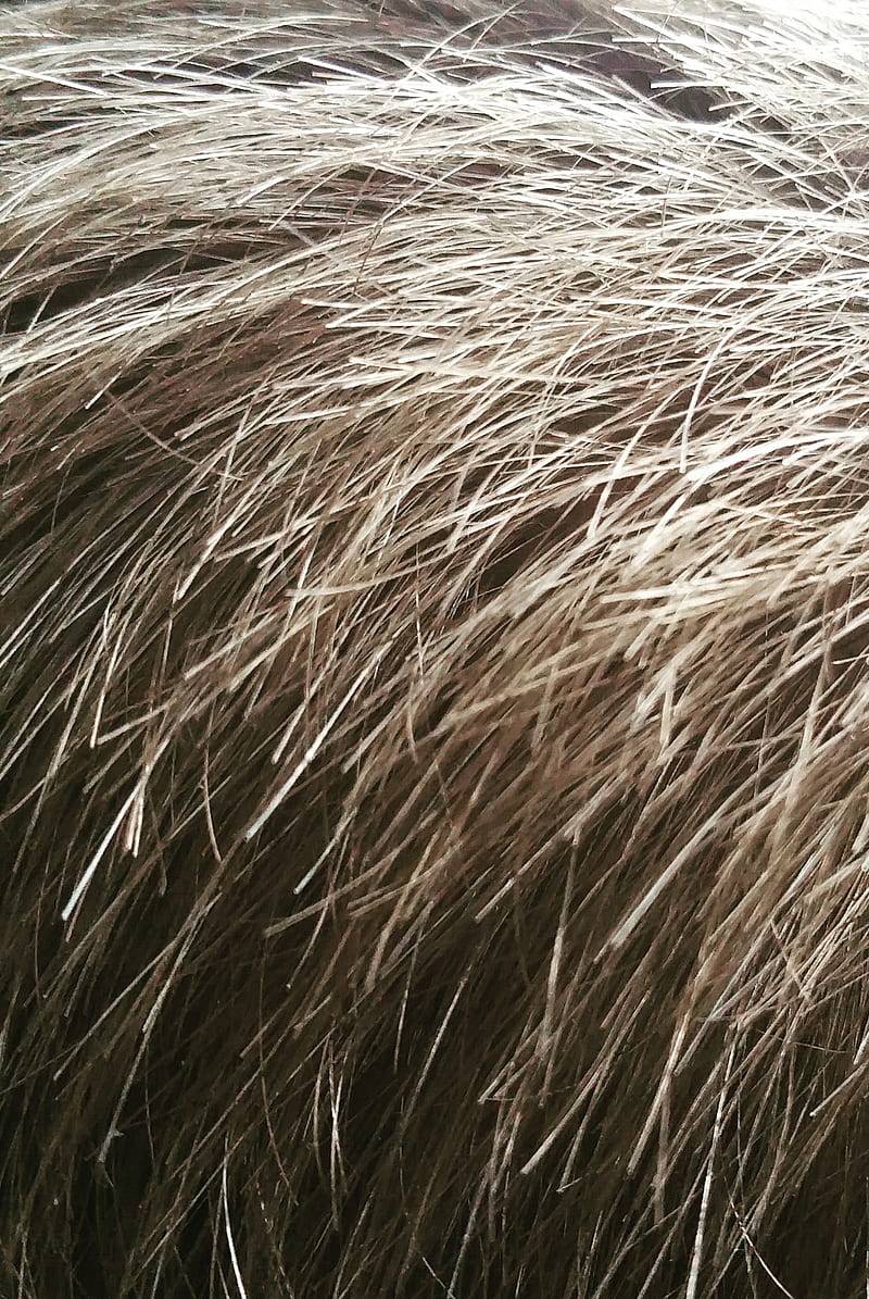Hair, gris, head, texture, HD phone wallpaper | Peakpx
