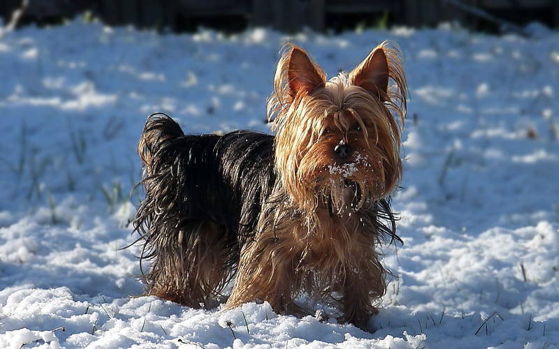 the snow on the Yorkshire Terrier Jack-Jack, HD wallpaper