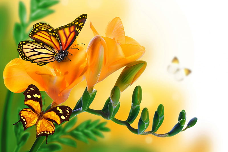Floral Butterflies, blossom, orange, flowers, butterflies, floral, HD wallpaper