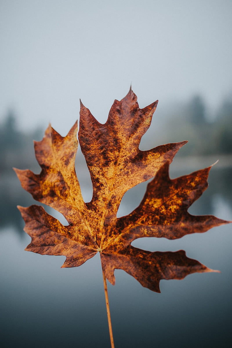 Amazing Fall For iPhone, Fall Vibes, HD phone wallpaper