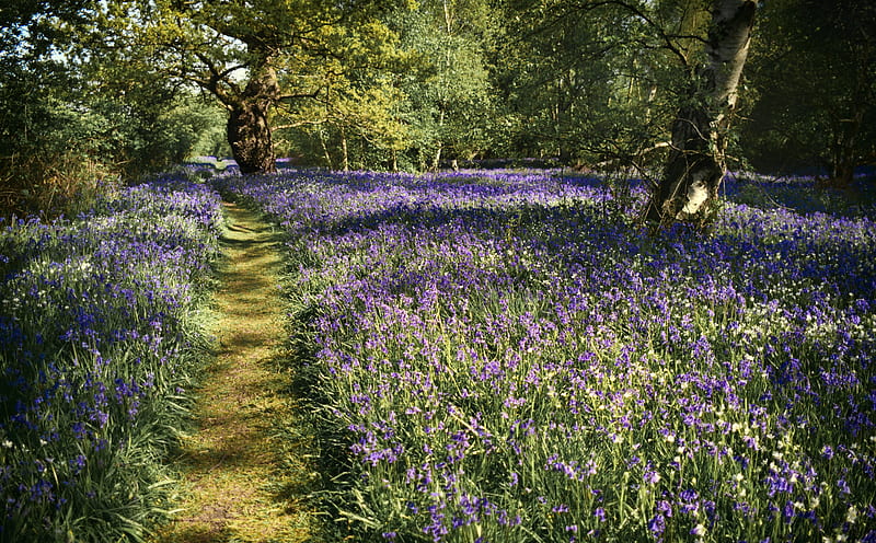 Path, Spring Bluebells Flowers, Beautiful Forest Ultra, Seasons, Spring, Flowers, Sunshine, Yorkshire, Woods, Bluebells, Springtime, Path, Glorious, pathway, Footpath, nx1000, bleached, eastriding, HD wallpaper