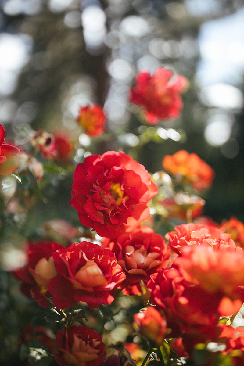 red flowers in tilt shift lens, HD phone wallpaper