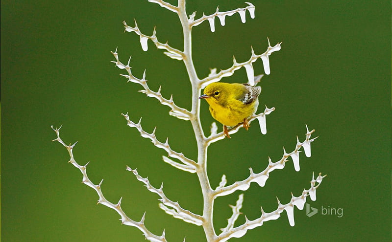 A male pine warbler perched on an icy branch, Water, on, Perched, Icy, Pine, Branch, Male, A, HD wallpaper