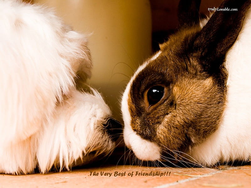 The very best of friendship, rabbit, friendship verse, sniffing noses, dog, HD wallpaper
