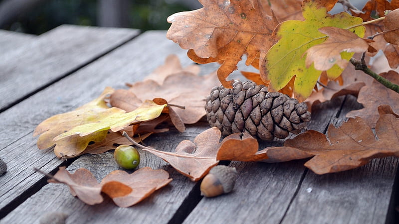 Thanksgiving Life, Friends, Family, God and Jesus, Nuts, God, Pine cone, Friends, Leaves, Bench, Jesus, Love, Pray, Nexus, HD wallpaper