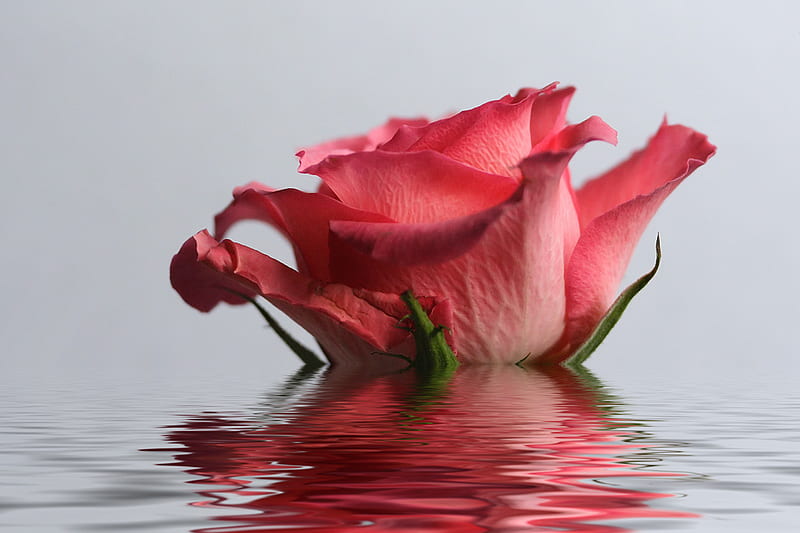 Susana..., red, special, friend, rose, sentimental, bonito, water, friendship, love, flowers, beauty, nature, reflection, chu41, HD wallpaper