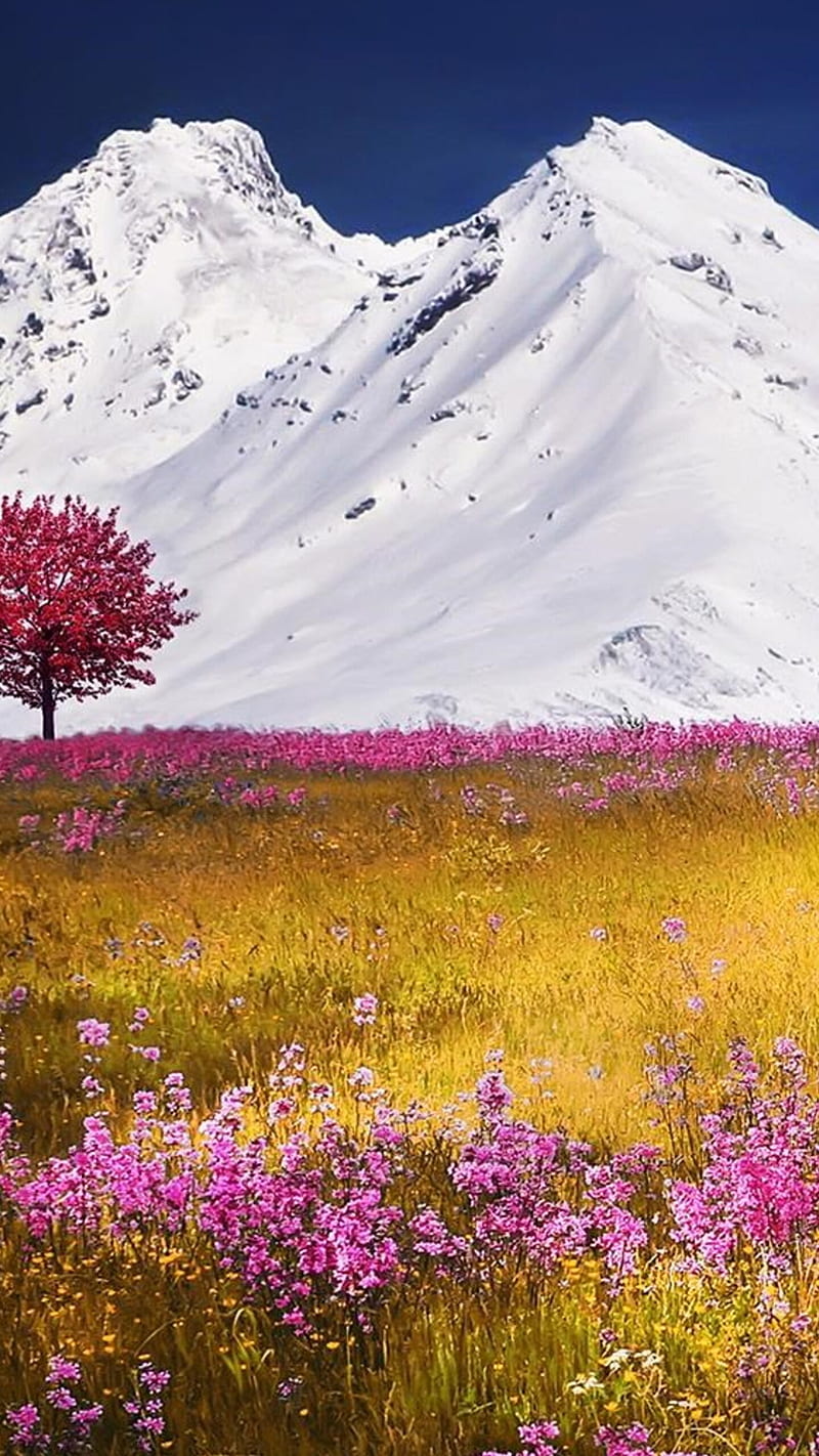 Autumn fields , field, mountain, snow, flower, nature, HD phone wallpaper