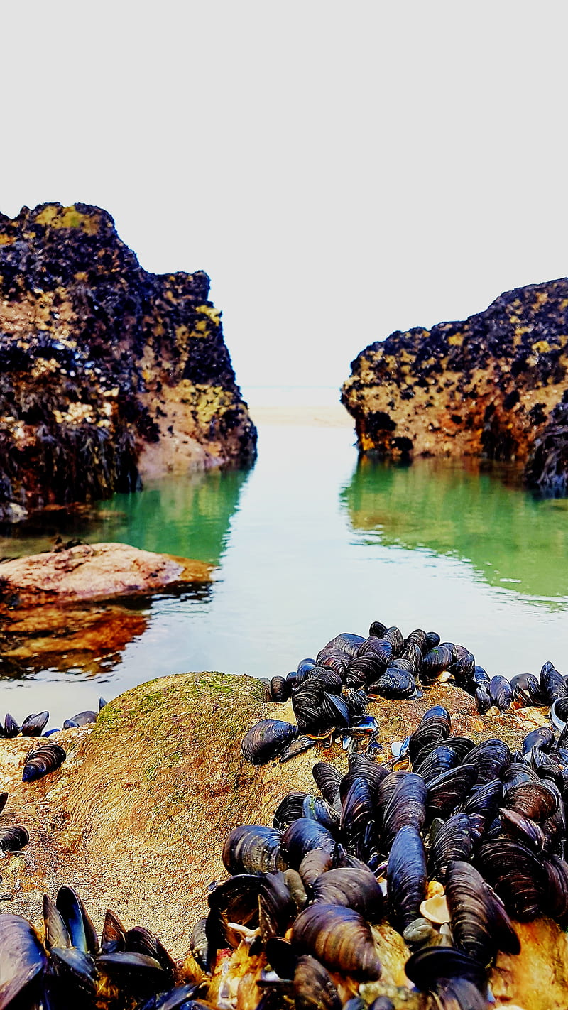 Mussel Rocks, beach, mussels, nature, pool, premium, puddle, sea, HD phone wallpaper