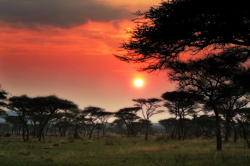 Tanzania, tree, landscape, africa, HD wallpaper