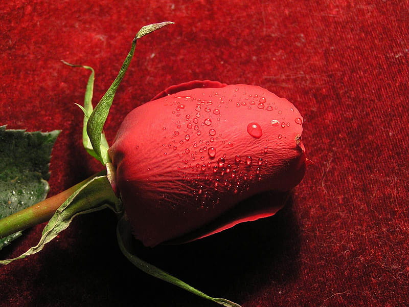 Hello Luiza, red, raindrop, wet, drop, bonito, roses, love, flower, flowers, beauty, nature, petals, HD wallpaper