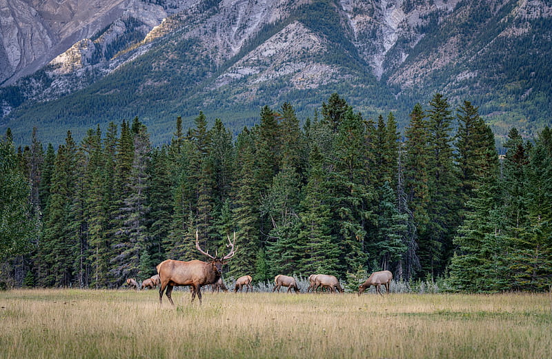 Deer Banff Canada Nature Spruce Mountains Parks, 2560X1664, HD wallpaper