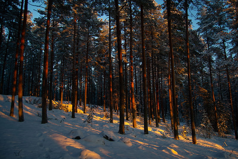 forest, trees, pines, snow, winter, dusk, HD wallpaper