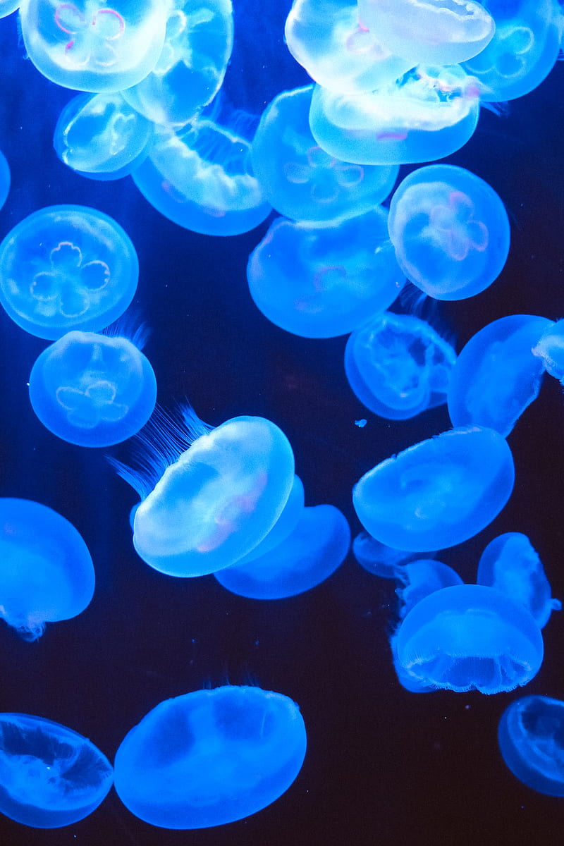 Various of wild transparent jellyfish swimming in clean water of ocean in darkness, HD phone wallpaper