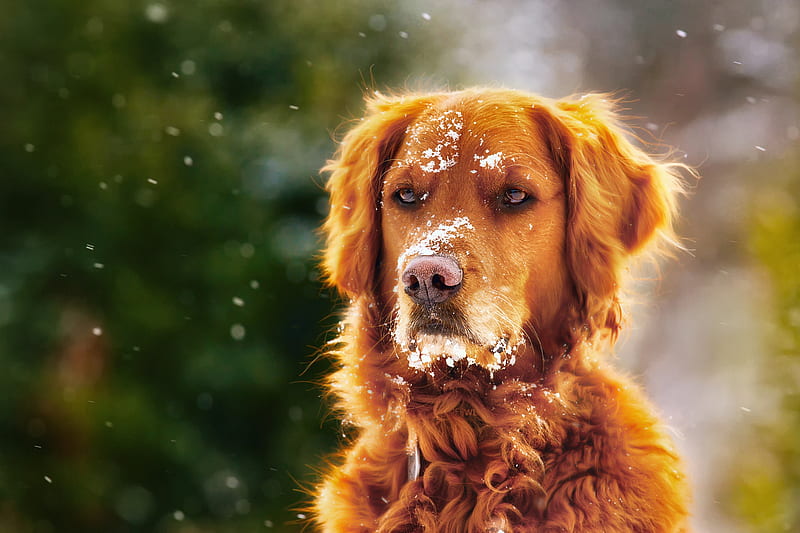 Dog In Winter With Snow Over Face, dog, animals, snow, HD wallpaper