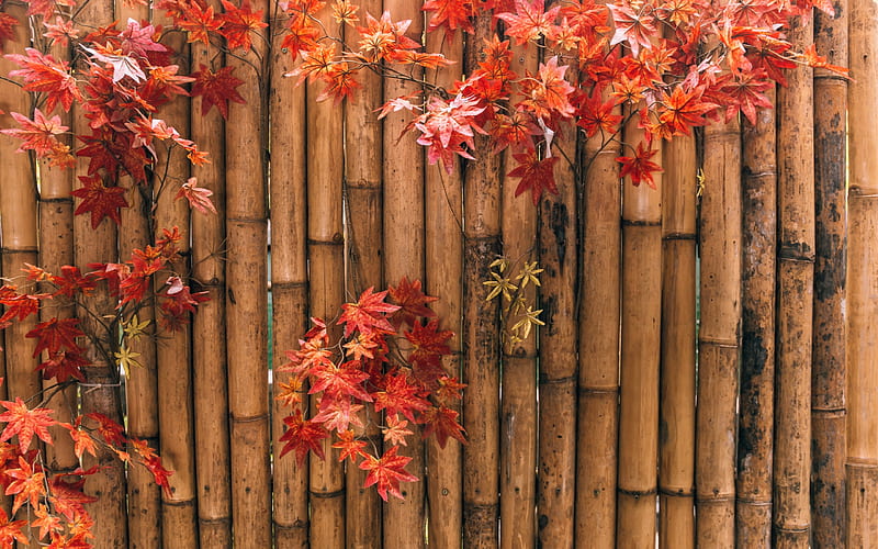Autumn, orange, leaf, bamboo, red, HD wallpaper