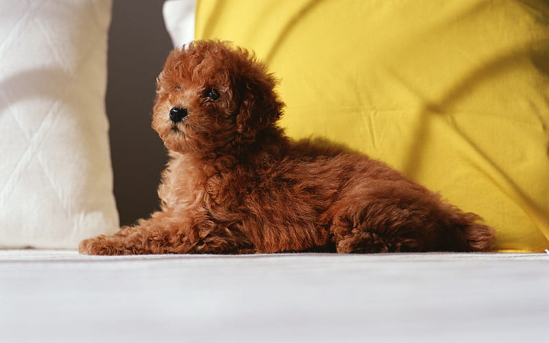 little brown poodle, cute animals, curly dog, puppy, pets, dogs, HD wallpaper