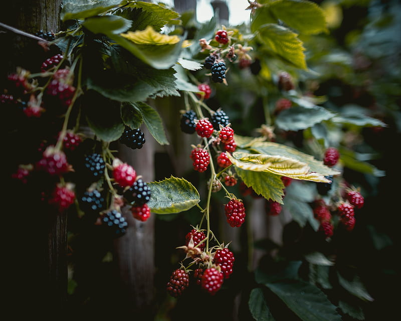 raspberries, berries, branches, HD wallpaper