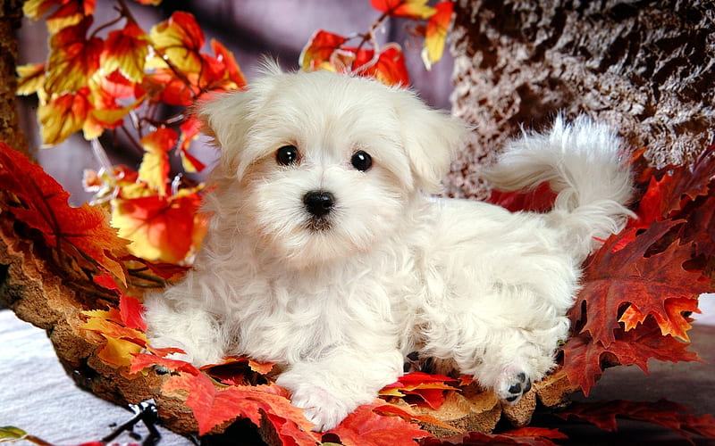 Lovely Little White Fluffy Puppy 11, HD wallpaper