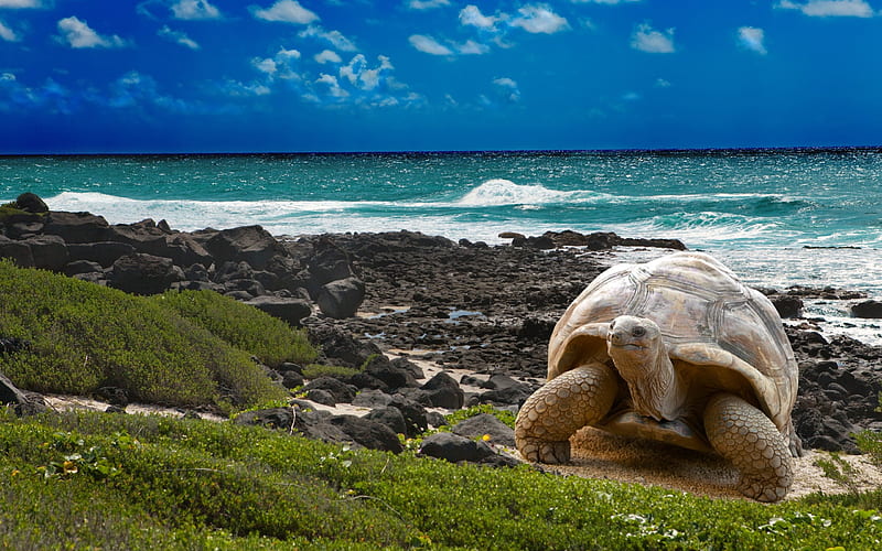 Large Turtle on Rocky Shore, Tortoises, Turtles, Animals, Nature, Rocky Shores, HD wallpaper