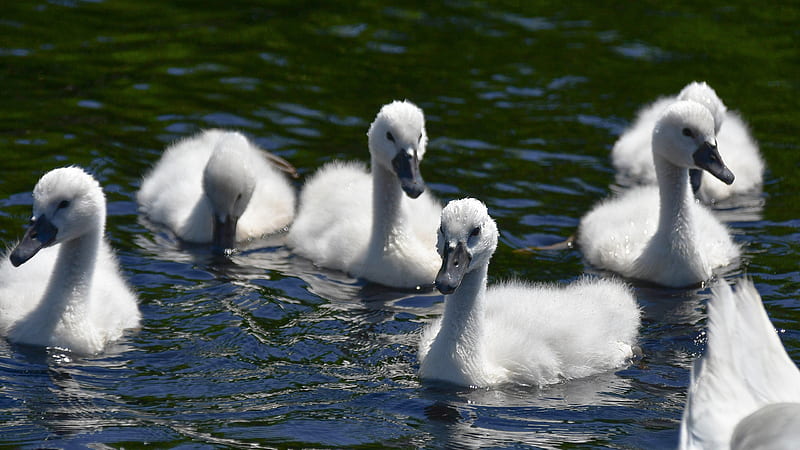 White Swans On Water Birds, HD wallpaper