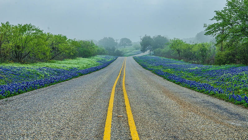 Roadside Bluebonnets in Texas Hill Country, Bluebonnets, Texas, Flowers, Roads, Nature, HD wallpaper