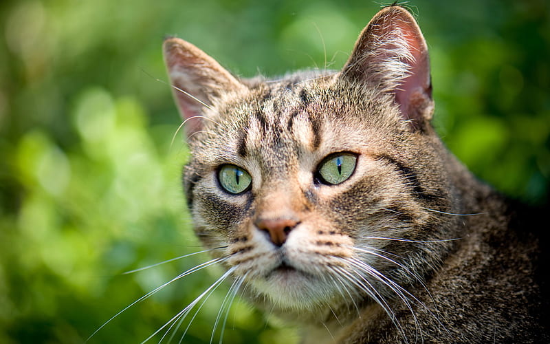 Pixie-Bob Cat, muzzle, pets, close-up, domestic cat, green eyes, cute animals, cats, Pixie-Bob, HD wallpaper