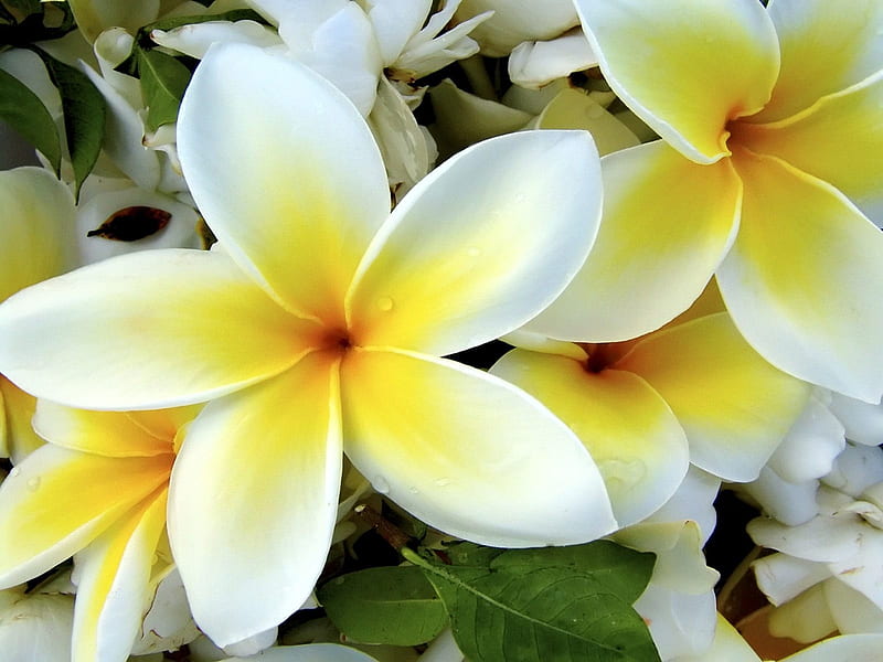 White yellow flowers-Flower graphy, HD wallpaper