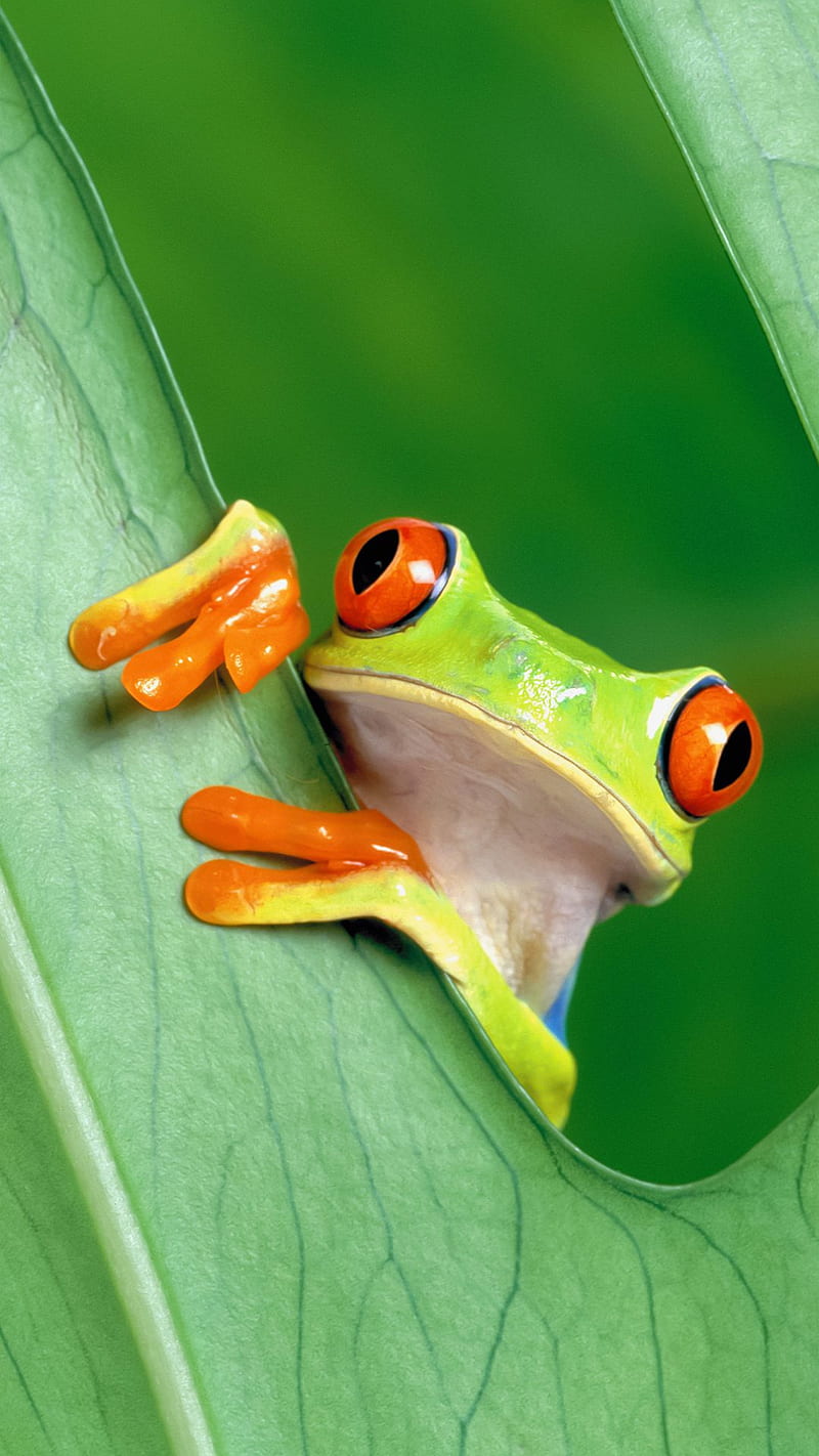 Frog, atqnn, frogs, leaf, nature, HD phone wallpaper