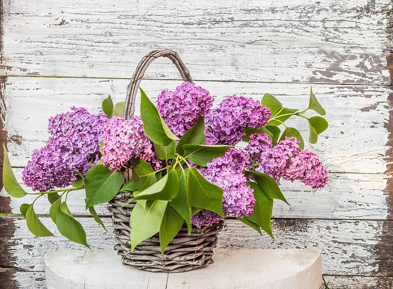 Lilac In Basket, lilac, table, still life, wooden background, basket, wicker, HD wallpaper