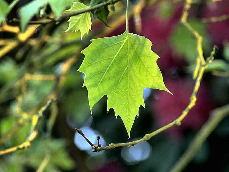 Vineyard Greenery, grapes, graphy, vineyard, leaf, HD wallpaper
