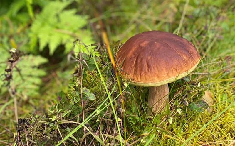 Boletus, mushroom, leaves, moss, Latvia, forest, macro, HD wallpaper