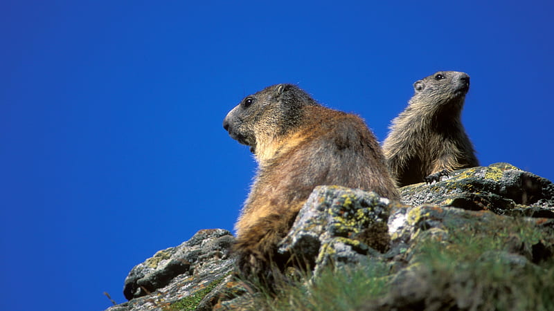 Marmot on the Rocks, Wildlife, Animal, Marmot, Rocks, HD wallpaper